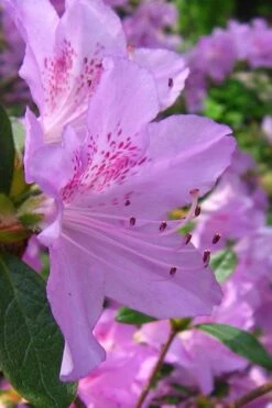 Gulf Pride Fragrant Southern Indica Azalea - 6 Pack Of 1 Gallon Pots -Deals Sapling Whisper Store azalea gulf pride 2 1