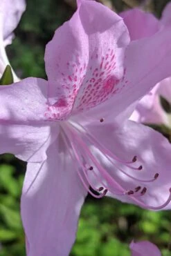 Gulf Pride Fragrant Southern Indica Azalea - 6 Pack Of 1 Gallon Pots -Deals Sapling Whisper Store azalea gulf pride 5 1