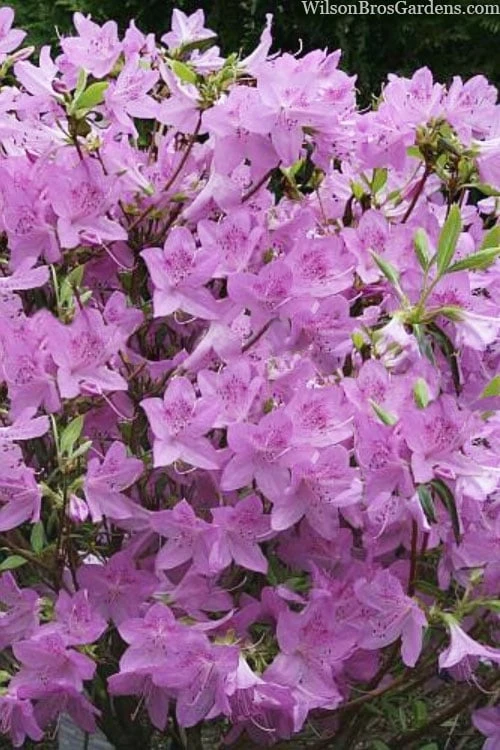 Gulf Pride Fragrant Southern Indica Azalea - 1 Gallon Pot 3 Gulf Pride Fragrant Southern Indica Azalea - 1 Gallon Pot