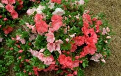 Hilda Niblett Azalea - 1 Gallon Pot 16 Hilda Niblett Azalea - 1 Gallon Pot -Deals Sapling Whisper Store azalea hilda niblet flowers 1
