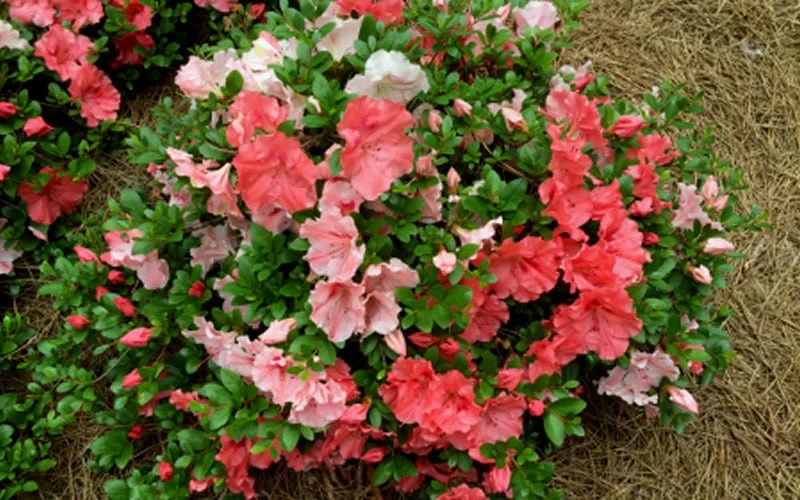 Hilda Niblett Azalea - 2 Gallon Pot 10 Hilda Niblett Azalea - 2 Gallon Pot - Image 8