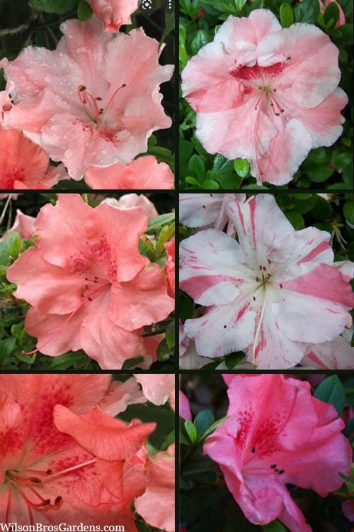 Hilda Niblett Azalea - 1 Gallon Pot 5 Hilda Niblett Azalea - 1 Gallon Pot - Image 4