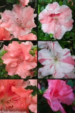 Hilda Niblett Azalea - 2 Gallon Pot 13 Hilda Niblett Azalea - 2 Gallon Pot -Deals Sapling Whisper Store azalea hilda niblett 100