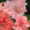 Hilda Niblett Azalea - 1 Gallon Pot -Deals Sapling Whisper Store azalea hilda niblett 11 1