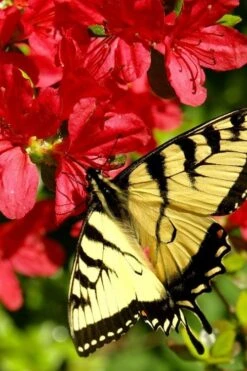 Midnight Flare Azalea - 2 Gallon Pot -Deals Sapling Whisper Store azalea midnight flare 20