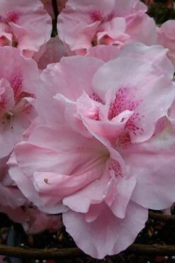 Nancy Of Robin Hill Azalea - 2 Gallon Pot -Deals Sapling Whisper Store azalea nancy at robin hill 1