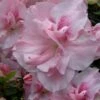 Nancy Of Robin Hill Azalea - 2 Gallon Pot -Deals Sapling Whisper Store azalea nancy of robin hill 4