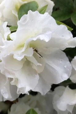 Perfecto Mundo Double White Reblooming Azalea - 3 Gallon Pot 15 Perfecto Mundo Double White Reblooming Azalea - 3 Gallon Pot -Deals Sapling Whisper Store azalea perfecto mondo double white 1