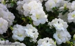 Perfecto Mundo Double White Reblooming Azalea - 3 Gallon Pot 14 Perfecto Mundo Double White Reblooming Azalea - 3 Gallon Pot -Deals Sapling Whisper Store azalea perfecto mondo double white 2