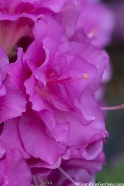Perfecto Mundo Double Purple Reblooming Azalea - 1 Gallon Pot -Deals Sapling Whisper Store azalea perfecto mondo double20purple 1 1