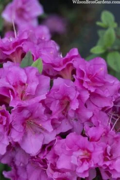 Perfecto Mundo Double Purple Reblooming Azalea - 1 Gallon Pot -Deals Sapling Whisper Store azalea perfecto mondo double20purple 3 1