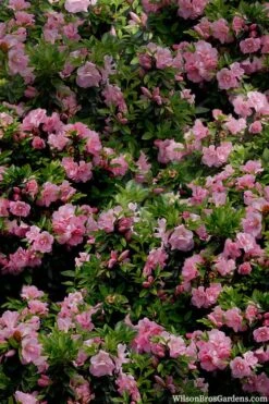 Perfecto Mundo Double Pink Reblooming Azalea - 3 Gallon Pot -Deals Sapling Whisper Store azalea perfecto mundo double pink 1
