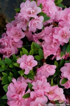 Perfecto Mundo Double Pink Reblooming Azalea - 2 Gallon Pot 13 Perfecto Mundo Double Pink Reblooming Azalea - 2 Gallon Pot -Deals Sapling Whisper Store azalea perfecto mundo double pink 2 1