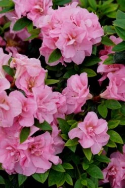 Perfecto Mundo Double Pink Reblooming Azalea - 2 Gallon Pot 11 Perfecto Mundo Double Pink Reblooming Azalea - 2 Gallon Pot -Deals Sapling Whisper Store azalea perfecto mundo double pink 4