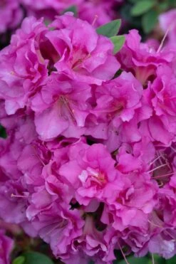 Perfecto Mundo Double Purple Reblooming Azalea - 1 Gallon Pot -Deals Sapling Whisper Store azalea perfecto mundo double purple 500x750 2