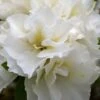 Perfecto Mundo Double White Reblooming Azalea - 3 Gallon Pot -Deals Sapling Whisper Store azalea perfecto mundo double white 8