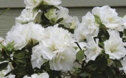 Perfecto Mundo Double White Reblooming Azalea - 2 Gallon Pot -Deals Sapling Whisper Store azalea perfecto mundo double white 9 1