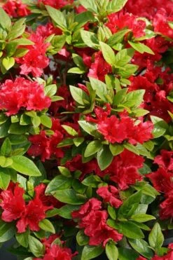 Perfecto Mundo Red Reblooming Azalea - 3 Gallon Pot 14 Perfecto Mundo Red Reblooming Azalea - 3 Gallon Pot -Deals Sapling Whisper Store azalea perfecto mundo red 2