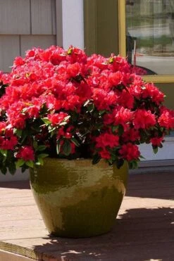 Perfecto Mundo Red Reblooming Azalea - 2 Gallon Pot