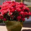 Perfecto Mundo Red Reblooming Azalea - 3 Gallon Pot -Deals Sapling Whisper Store azalea perfecto mundo red 3