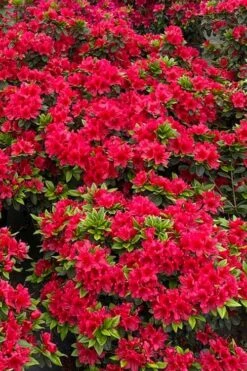 Perfecto Mundo Red Reblooming Azalea - 3 Gallon Pot 13 Perfecto Mundo Red Reblooming Azalea - 3 Gallon Pot -Deals Sapling Whisper Store azalea perfecto mundo red 5