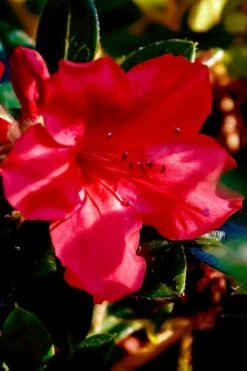 Perfecto Mundo Red Reblooming Azalea - 2 Gallon Pot 15 Perfecto Mundo Red Reblooming Azalea - 2 Gallon Pot -Deals Sapling Whisper Store azalea perfecto mundo red 6 1