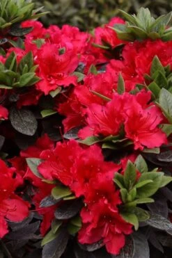 Perfecto Mundo Red Reblooming Azalea - 2 Gallon Pot 12 Perfecto Mundo Red Reblooming Azalea - 2 Gallon Pot -Deals Sapling Whisper Store azalea perfecto mundo red 8 1