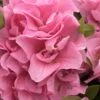 Perfecto Mundo Double Pink Reblooming Azalea - 2 Gallon Pot -Deals Sapling Whisper Store azalea perfectomundo double pink 100