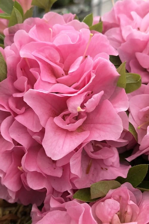 Perfecto Mundo Double Pink Reblooming Azalea - 2 Gallon Pot 3 Perfecto Mundo Double Pink Reblooming Azalea - 2 Gallon Pot