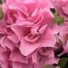 Perfecto Mundo Double Pink Reblooming Azalea - 3 Gallon Pot -Deals Sapling Whisper Store azalea perfectomundo double pink 101