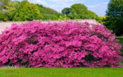 Pink Formosa Azalea - 6 Pack Of 1 Gallon Pots -Deals Sapling Whisper Store azalea pink formosa 4