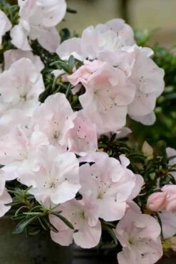 Tsuki No Shimo Satsuki Azalea - 1 Gallon Pot 19 Tsuki No Shimo Satsuki Azalea - 1 Gallon Pot -Deals Sapling Whisper Store azalea satsuki tsuki no shimo 100