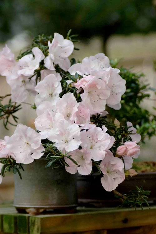 Tsuki No Shimo Satsuki Azalea - 1 Gallon Pot 13 Tsuki No Shimo Satsuki Azalea - 1 Gallon Pot - Image 11