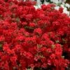 Stewartstonian Azalea - 1 Gallon Pot 2 Stewartstonian Azalea - 1 Gallon Pot -Deals Sapling Whisper Store azalea stewartstonian 9
