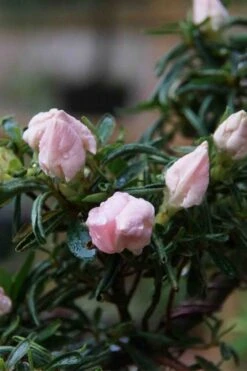 Tsuki No Shimo Satsuki Azalea - 1 Gallon Pot 22 Tsuki No Shimo Satsuki Azalea - 1 Gallon Pot -Deals Sapling Whisper Store azalea tsuki no shimo 2