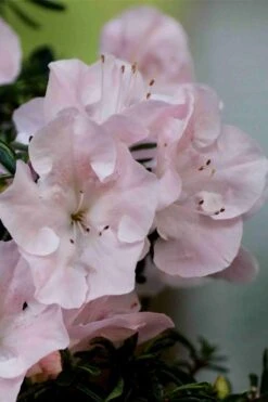 Tsuki No Shimo Satsuki Azalea - 1 Gallon Pot 16 Tsuki No Shimo Satsuki Azalea - 1 Gallon Pot -Deals Sapling Whisper Store azalea tsuki no shimo 3