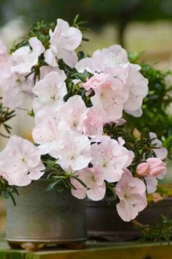 Tsuki No Shimo Satsuki Azalea - 3 Gallon Pot -Deals Sapling Whisper Store azalea tsuki no shimo 6 1