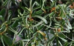 Tsuki No Shimo Satsuki Azalea - 3 Gallon Pot -Deals Sapling Whisper Store azalea tsuki no shimo 7 1