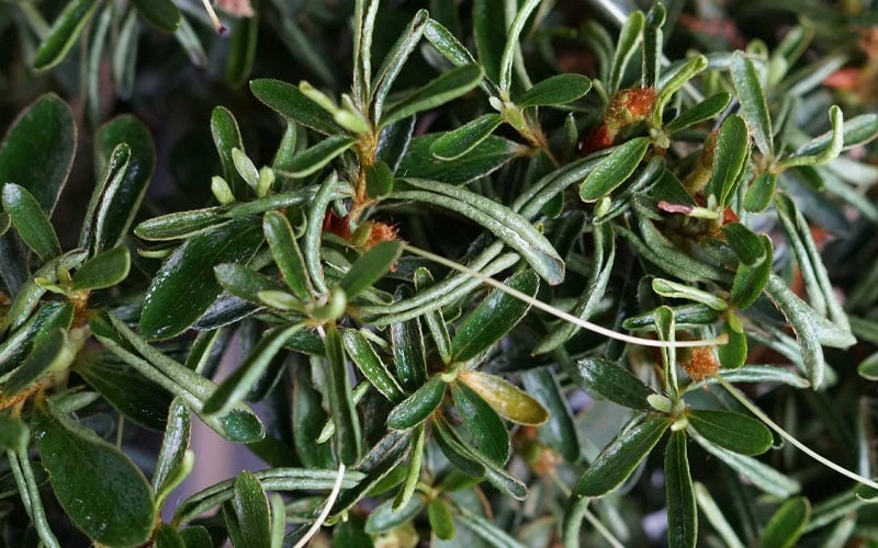 Tsuki No Shimo Satsuki Azalea - 1 Gallon Pot 7 Tsuki No Shimo Satsuki Azalea - 1 Gallon Pot - Image 5