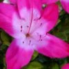 Vibrant Azalea (Harris Hybrid) - 6 Pack Of 1 Gallon Pots 1 Vibrant Azalea (Harris Hybrid) - 6 Pack Of 1 Gallon Pots -Deals Sapling Whisper Store azalea vibrant 100