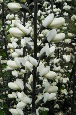 White False Indigo (Baptisia Pendula 'Alba') - 1 Gallon Pot -Deals Sapling Whisper Store baptisia pendula white false indigo 8