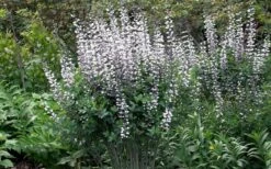White False Indigo (Baptisia Pendula 'Alba') - 1 Gallon Pot -Deals Sapling Whisper Store baptisia pendula white false indigo 9