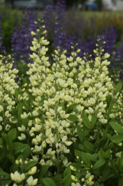 Vanilla Cream Baptisia (False Indigo) - 1 Gallon Pot -Deals Sapling Whisper Store baptisia vanilla cream false indigo 2