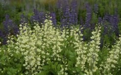 Vanilla Cream Baptisia (False Indigo) - 1 Gallon Pot -Deals Sapling Whisper Store baptisia vanilla cream false indigo 3