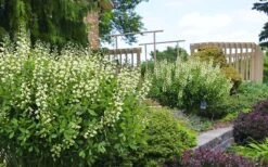 Vanilla Cream Baptisia (False Indigo) - 1 Gallon Pot -Deals Sapling Whisper Store baptisia vanilla cream false indigo 4