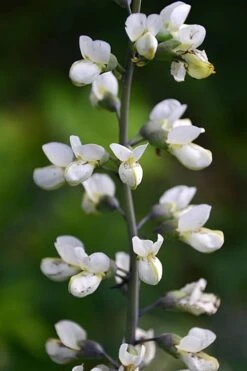 White False Indigo (Baptisia Pendula 'Alba') - 1 Gallon Pot