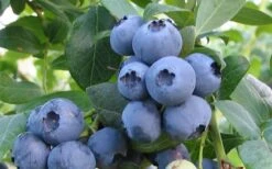 Alapaha Rabbiteye Blueberry - 1 Gallon Pot 9 Alapaha Rabbiteye Blueberry - 1 Gallon Pot -Deals Sapling Whisper Store blueberry alapaha 2