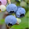Alapaha Rabbiteye Blueberry - 3 Gallon Pot -Deals Sapling Whisper Store blueberry alapaha 3