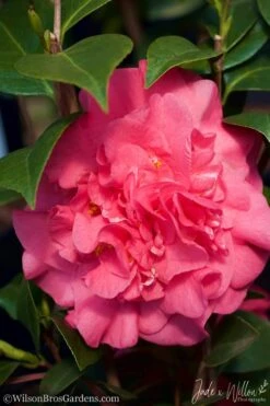 Ack-Scent Fragrant Pink Camellia Japonica - 3 Gallon Pot -Deals Sapling Whisper Store camellia ack scent jw 3