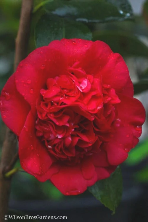 April Tryst Camellia Japonica - 3 Gallon Pot 7 April Tryst Camellia Japonica - 3 Gallon Pot - Image 5